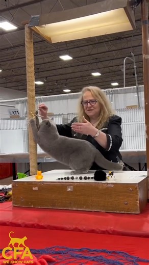 𝐓𝐡𝐞 𝐁𝐫𝐢𝐭𝐢𝐬𝐡 𝐒𝐡𝐨𝐫𝐭𝐡𝐚𝐢𝐫: 𝐃𝐞𝐯𝐨𝐭𝐞𝐞𝐬 𝐨𝐟 𝐭𝐡𝐢𝐬 𝐫𝐨𝐛𝐮𝐬𝐭, 𝐩𝐨𝐰𝐞𝐫𝐟𝐮𝐥 𝐛𝐫𝐞𝐞𝐝 often liken it to a teddy bear. Cuddly and comforting, the calm presence of a British Shorthair in the home means a welcoming “smile” for visitors and loyal, affectionate companionship for everyone in the house—mice, of course, excepted! This cat’s short, dense coat contains more hairs per square inch than any other breed, making it luxuriously rich to the touch yet easy to care for