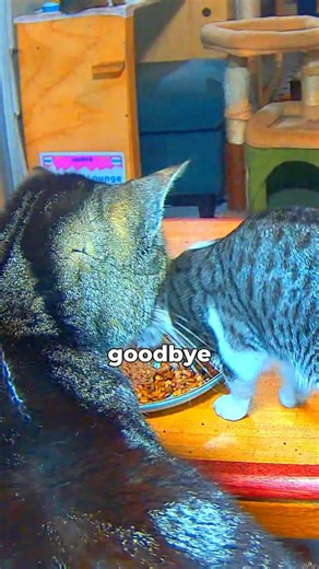 The Cost of Loving Stray Cats 😢 #cat #adoptstrays