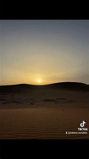 The Tourza Tree: Desert Nomad 🌬️In the heart of the Sahara