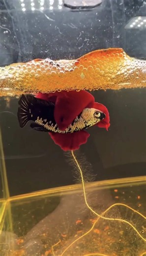 Cruzar bettas de cores diferentes: é possível criar um Red Samurai?