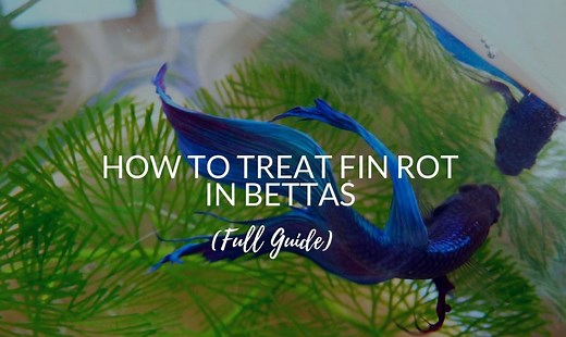 Fin Rot In Bettas: 3 FAST Ways To Cure & Spot It