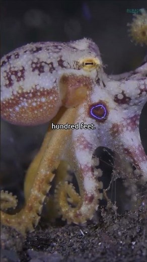 WE DISCOVERED the GIANT OCTOPUS of Pacific Ocean