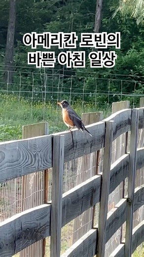 아침 7시, 우리 집 펜스에서 깃털 정리부터 지렁이 사냥까지! 아메리칸 로빈의 바쁜 아침 일상