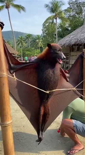 STARTLING GIANT BAT IN THE PHILIPPINES