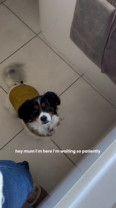 Getting ready to go to work is so hard when you've got a shadow as persistent as this one.... 朗 | Vet Products Direct | Facebook