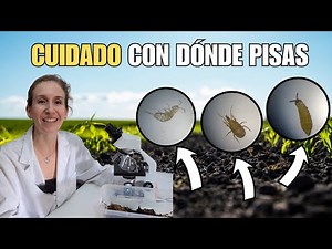 What Mites, Springtails, and Isopods Look Like Under a Microscope 🔬