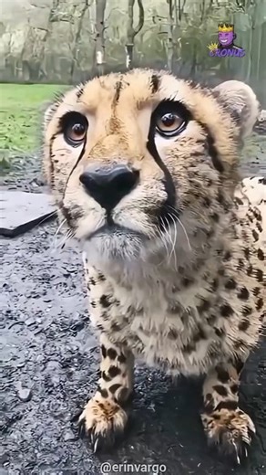 Cheetahs are unique among the big cats — there has never been a confirmed case of them attacking humans. Unlike lions or leopards, cheetahs are shy, gentle by nature, and prefer to avoid conflict. Their speed is for hunting prey, not confronting people. #Cheetah #WildlifeFacts #NatureDocumentary #AnimalLovers #WildlifePhotography #naturelovers | Cronus