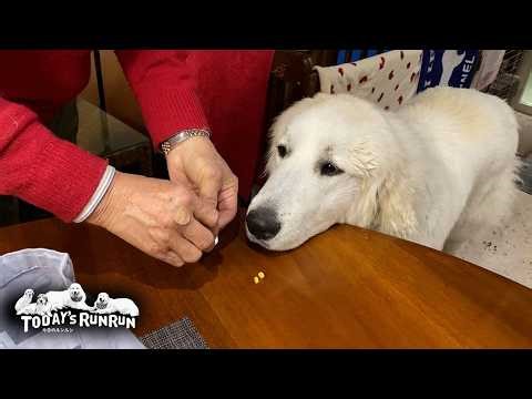 Lily, a Great Pyrenees, took her medicine without running away or showing any resistance.