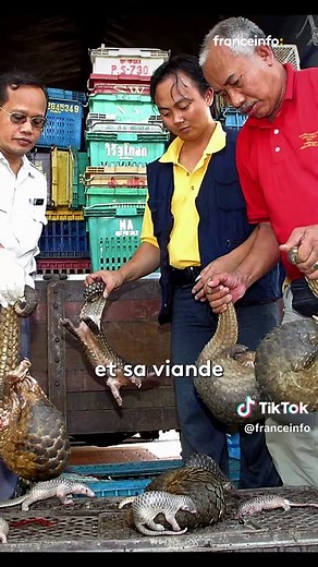 Le pangolin est en 2026 l'animal le plus braconné du monde. Et Il est désormais en danger d'extinction. Ce petit mammifère, accusé à tort d'être à l'origine du Covid est très apprécié en Asie, surtout en Chine et au Vietnam. On estime que le kilo de viande de pangolin se vend jusqu’à plusieurs centaines d’euros et le kilo d’écailles peut dépasser les 1 000 euros. 🎥 : Joachim Dauphin #Pangolin #Chine #franceinfo #animaux #environnement