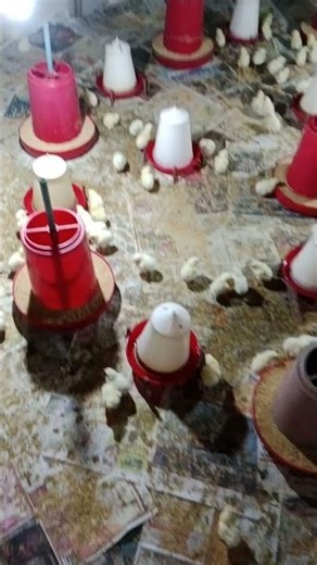 DAY 1 Wow cutie colour chicken 🐔 🐔 video hen baby 🐥 mugi ke chuze ke awaz🐓 #birds #wildlife #shorts