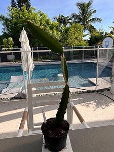 Dragon Fruit Pitaya American Beauty Var - Etsy Canada