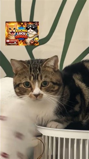 Kucing ini bikin ngakak 😂 #shorts #kucing #catshorts #fyp #viral #cat