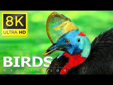 8K SPACE BIRDS - THE WORLD OF BIRDS IN 8K ULTRA HD/8K TV