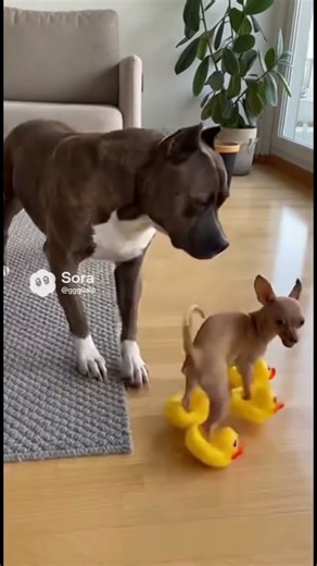 Fed Up Amstaff Has The Ultimate Response To This Annoying Squeaky Toy! 😂 #ai #dog #funny #aivideo
