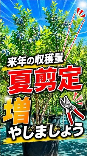 その枝、残すと損します｜90歳の庭師が教えるブルーベリー夏剪定