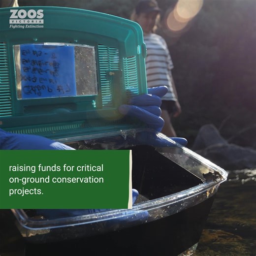 Have you seen this mighty microbat flying into zoo stores? The Critically Endangered Southern Bent-wing Bat only weighs as much as a 50c piece and flies up to 150km in a night to find moths to feed on. By purchasing a Totes for Wildlife bag, you’re helping secure the future of these bats in the wild. Every bag sold will support Eastern Maar Traditional Owners to care for Southern Bent-wing Bat Country through planting native vegetation that supports moths, the bat’s primary food source, near imp