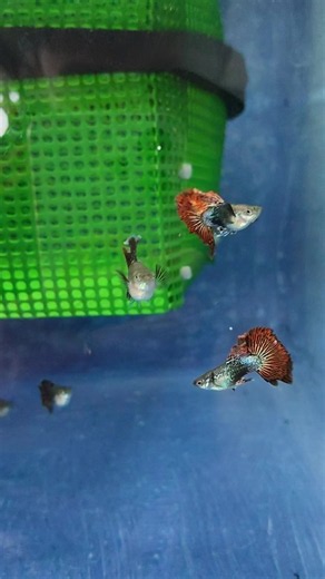 Bán 3 đôi guppy xị – xì / xị guppy giá rẻ