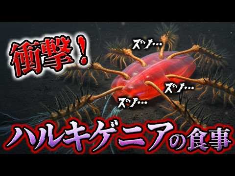 【ゆっくり解説】謎生物ハルキゲニアの最新情報！ついに食事が判明！