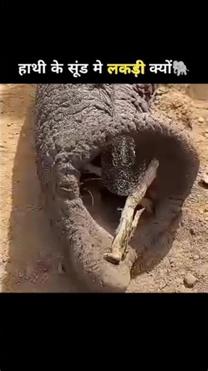 हाथी के नाक में लकड़ी क्यों लगाते हैं🐘| Elephant Nose Facts #fact #facts #shorts #viral #dailyfacts