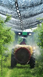 Tractor Sprays Trees in Apple Orchard Covered With Hail Protection Nets. Farmer Driving Tractor and Spraying Apple Trees to Protect Them From Pests and Diseases. Springtime Apple Tree Spraying.