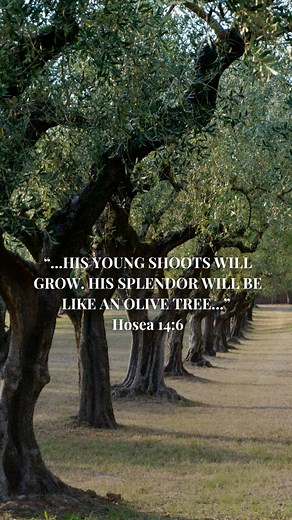 5K views · 260 reactions | Olive trees hold great biblical and...