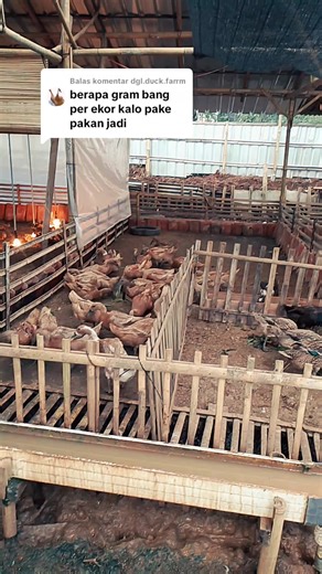 Membalas @dgl.duck.farrm 120-160 gram tergantung nafsu makan dan cuaca #bebekpetelur #bebekviral #fypシ #fyp #fypシ゚viral