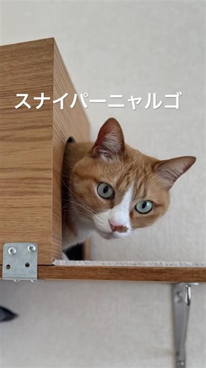 【猫たち】コズミ(のごはん)をロックオンするウラさん #cat #catshorts #猫のいる暮らし #茶白猫 #黒トラ猫 #ねこのいる生活 #ねこ