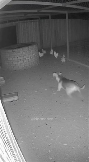 Two CCTV Cameras Capture a Guard Dog Fighting a Terrifying Skinny Creature at Night