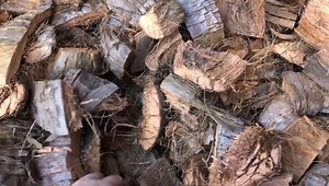 Pressed Bunot available at Golden Bloom Orchids. Best used in planting orchids. Large Pack - P200 Medium Pack - P120 Small Pack - P80 We can deliver nationwide via LBC. Shipping fee not included. | Golden Bloom Orchids