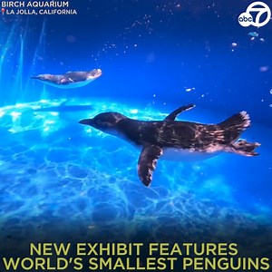 ADORABLE: The world's smallest penguins are the newest big deal at an aquarium in La Jolla. The Birch Aquarium is becoming the first in the western U.S. with a habitat for Little Blue penguins, known as the tiniest species of the aquatic bird. 🐧💙😍 https://abc7.la/3AHn27J | ABC7