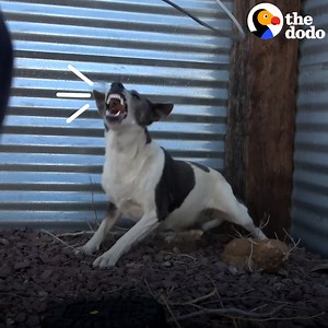 881K views · 10K reactions | These dogs survived in the desert for months — and the look in their eyes when they finally trust people to pet them is priceless ❤️ | The Dodo | Facebook