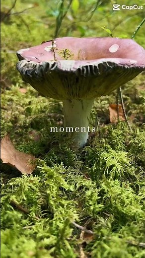 Unique Poland 🇵🇱 #poland #short #shorts #2025 #travel #summer #forest #river #mushroom