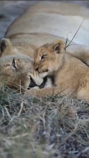 Sleeping with little cutee 🦋🥀🥰🐾️🦁 🎥 Jaco Jaberts Follow us ✅ Predators in African Savannah | Predators in African Savannah