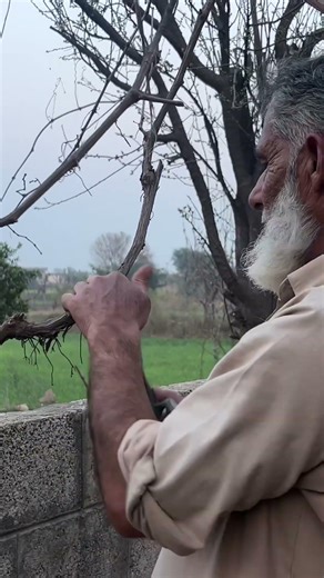 Pruning of king ruby#farming