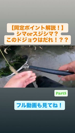 【ドジョウ同定ポイント解説有り！】「スジシマドジョウ」でも「シマドジョウ」でもないこのドジョウは『何者』？？Part5 #淡水魚 #日淡 #川魚 #ガサガサ #川遊び #魚とり #採集 #生き物採集