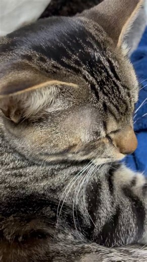おはようございます🌅金曜日の朝は、後輩猫の優しいゴロゴロでスタート♪今日も一日、頑張りましょうね💕#猫のいる暮らし#猫好きさんと繋がりたい