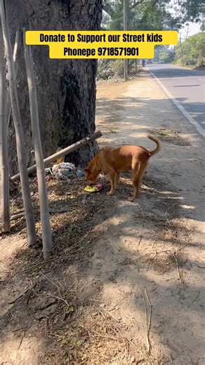 BAGHEERA’s Untold Story ❤️ #shorts #ytshorts #funnydogs #goldenretriever #cutepet #petlover