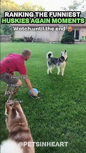 HUSKIES ARE ABSOLUTELY DRAMATIC! 😂 Funniest Husky Moments Ranking #Shorts