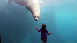 6.9K views · 108 reactions | Planning a trip to Visit Seward? Bring the family and spend the day the Alaska SeaLife Center. 冀 This aquarium rehabilitates animals from all around Alaska and focuses on marine research, education and wildlife response. If you visit, you’ll have the chance to see sea lions, seals, puffins and more! Learn more about what you can do in Seward ➡️ bit.ly/3SaSW3D. | Travel Alaska | Facebook