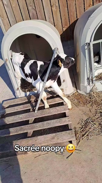 Humour sur la Ferme avec Noupi le Lapin