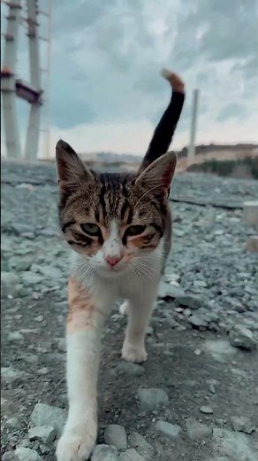 Why Adopting a Cat Might Be the Best Decision You’ll Ever Make 🐱