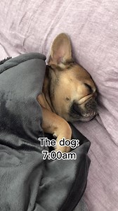 I need my beauty sleep 🥰 Tungsten the Frenchie #lazydog #sleepypuppy #cutedog #dogoftheday #dogsofinstagram #doglife #doglover #barked #frenchiegram #frenchbulldog #frenchiesofinstagram #bulldog #bulldogsofinstagram #bulldogfrances #franskbulldog #cutepetclub #dogs #frenchie #frenchbulldogsofinstagram | Frenchies.1