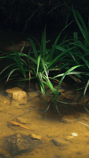 Cyprien Adventures | The calm before the storm. #nature #river #wild #asmr #relaxing | Instagram