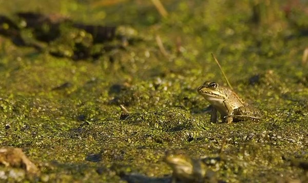 'Red Heron Champion Frog Catcher' is a true master of the art! 🐸🏆 Watch as they skillfully capture frogs in the wild. #FrogCatcher #NatureSkills #Wildlife #Champion #NatureLover