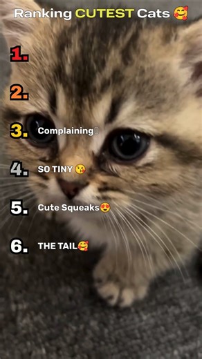 CUTEST CATS 🐈 #shorts