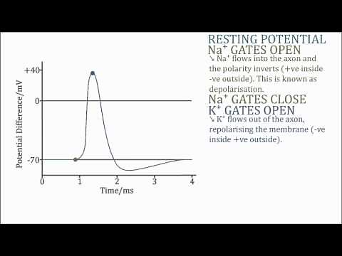 Action Potential, Resting Potential & Refractory Period (Graph)