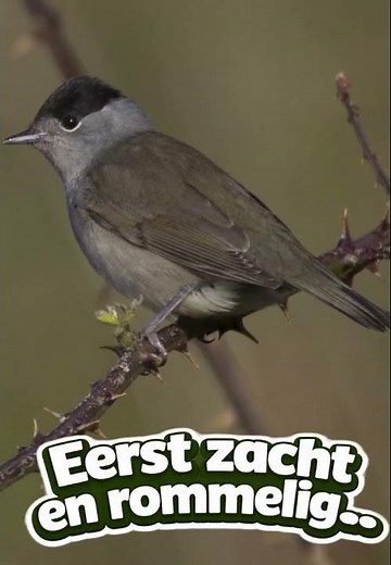 Deze vogel klinkt als een merel maar sneller || Dit is de zwartkop
