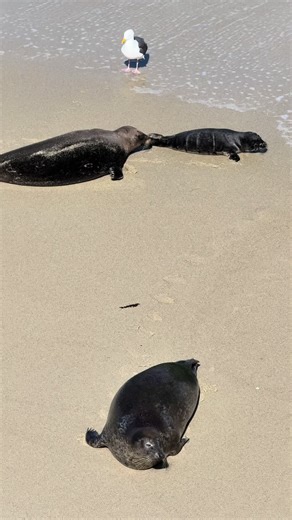 Endless Summer Adventures with Seals in La Jolla
