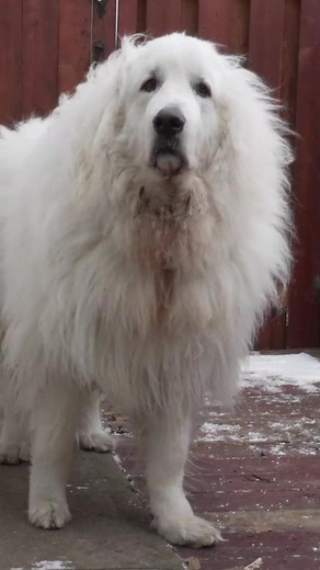 Get Ready for a Mind-Blowing Makeover on the Fluffiest Great Pyrenees