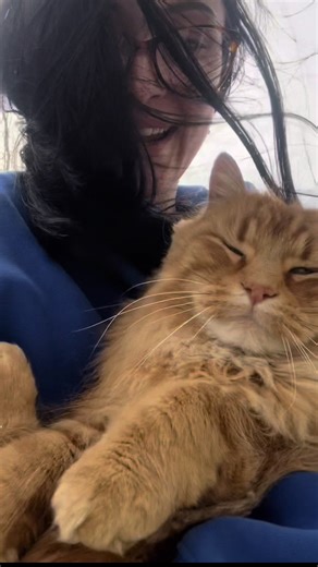 Understanding Orange Cat Behavior through Biscuit Time